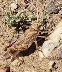 Asiotmethis muricatus