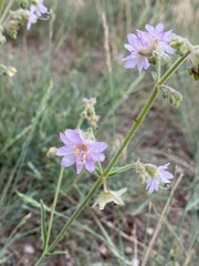 Mirabilis linearis