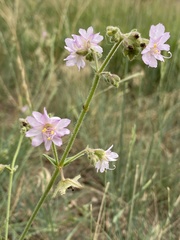 Mirabilis linearis