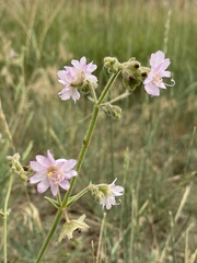 Mirabilis linearis