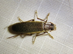 Sparedrus aspersus