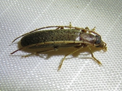 Sparedrus aspersus