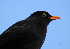 Turdus merula
