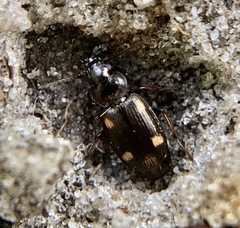 Tetragonoderus laevigatus