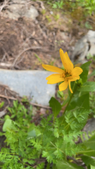 Engelmannia peristenia