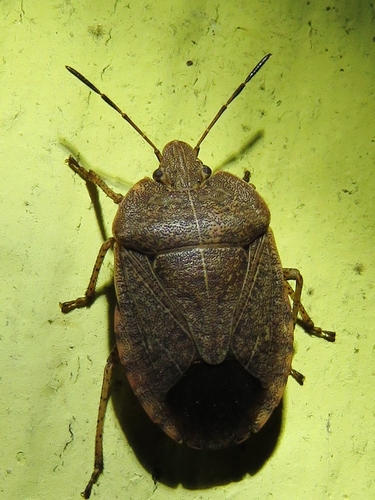 Photo of Elf Shoe Stink Bug (Menecles insertus)