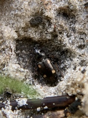 Tetragonoderus laevigatus