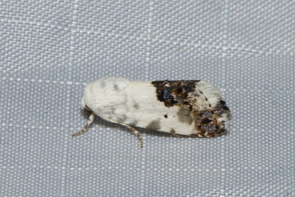 Acontia porphyrea
