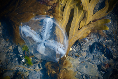 Staurostoma mertensii