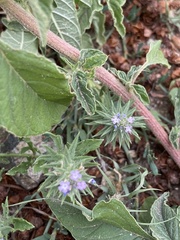 Verbena bracteata