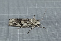 Ethioterpia marmorata