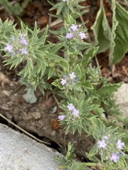 Verbena bracteata