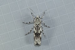 Ethioterpia marmorata