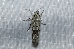 Ethioterpia marmorata