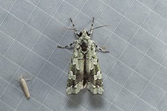 Ethioterpia marmorata