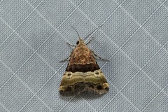 Pseudozarba hemiplaca