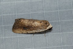 Tachosa brunnescens