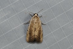Tachosa brunnescens