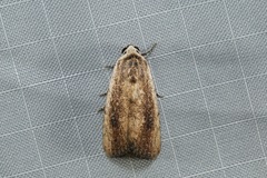 Tachosa brunnescens