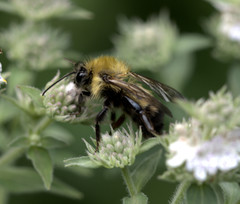 Bombus perplexus