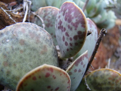 Adromischus maculatus