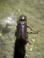 Amphicerus bicaudatus