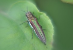 Agrilus rubrovittatus