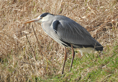 Ardea cinerea