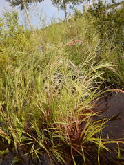 Calamagrostis purpurea