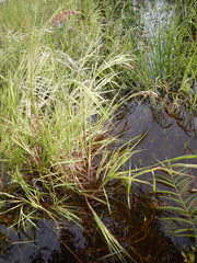 Calamagrostis purpurea