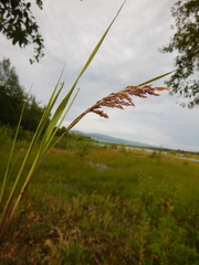Calamagrostis purpurea