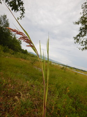 Calamagrostis purpurea