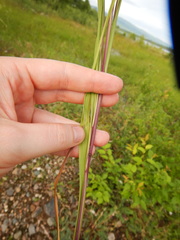 Calamagrostis purpurea