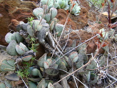 Adromischus maculatus