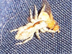 Menemerus bivittatus