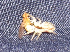 Menemerus bivittatus