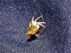 Menemerus bivittatus