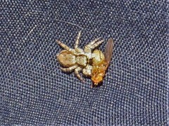 Menemerus bivittatus