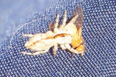 Menemerus bivittatus