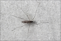 Antocha australiensis