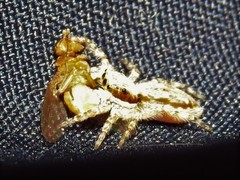 Menemerus bivittatus