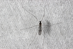 Antocha australiensis