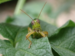 Micropodisma salamandra