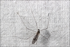 Antocha australiensis