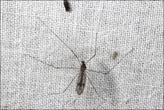 Antocha australiensis