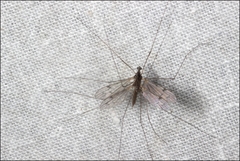 Antocha australiensis