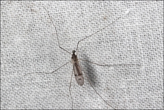 Antocha australiensis