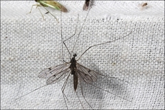 Antocha australiensis