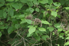 Heliocarpus donnellsmithii