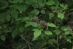 Heliocarpus donnellsmithii